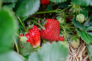 strawberries, strawberry patch, strawberry garden